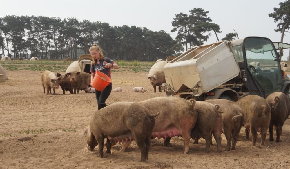 A young woman feeding outdoor pigs from a red bucket